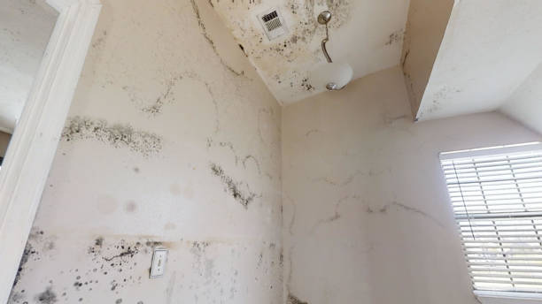 Best Biohazard Mold Removal  in Wfield, IN