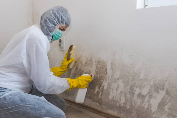 Best Industrial Mold Remediation  in Wfield, IN