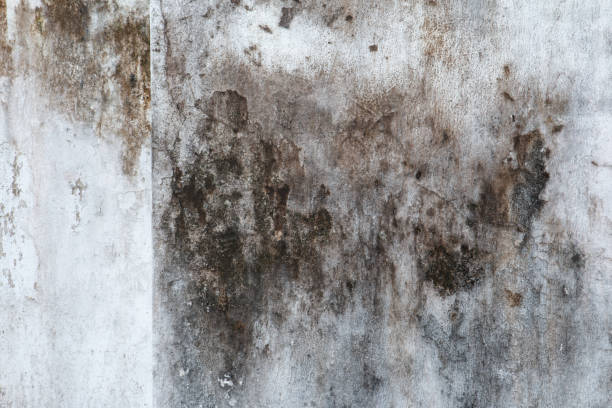 Best Basement Mold Removal  in Wfield, IN