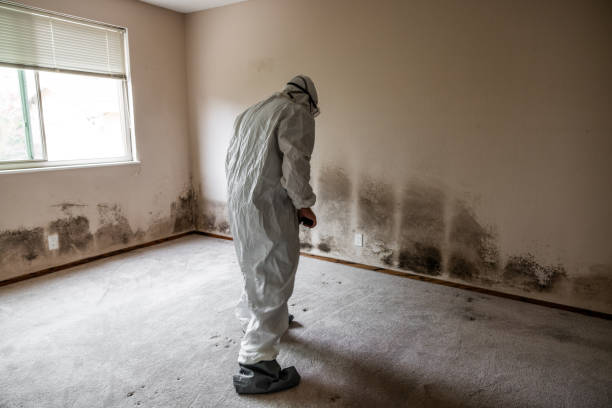 Best Attic Mold Removal  in Wfield, IN