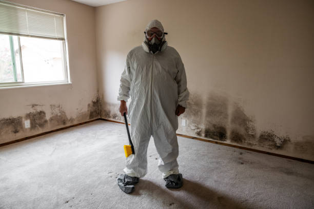 Best Mold Odor Removal Services  in Wfield, IN