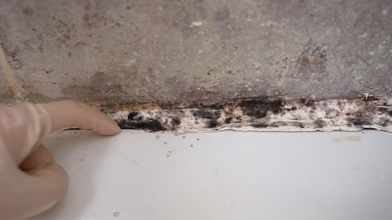 Best Water Damage & Mold Remediation  in Wfield, IN